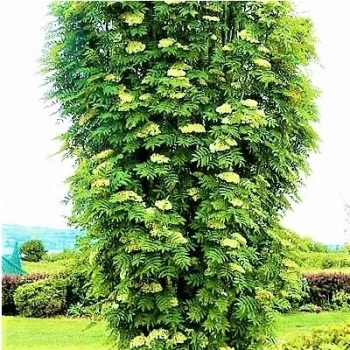 JARZĘBINA kulista szczepiona na pniu biało-różowa - sadzonki 160 / 180 cm
